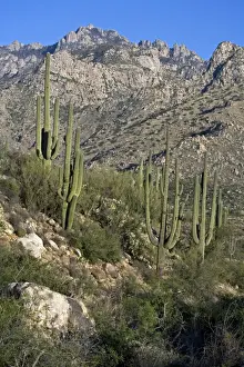 Saguaro Cactus (Carnegiea gigantea) - Sonoran Desert - Arizona - Record height: 78 feet - Average mature height: 18 to 30 feet, but often reach heights of 50 to 60 feet - Weighs about 80 pounds per foot - Grows their first arms at around 12 feet in