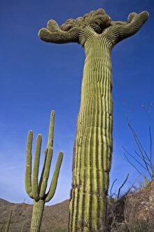 Saguaro Cactus - cristate form