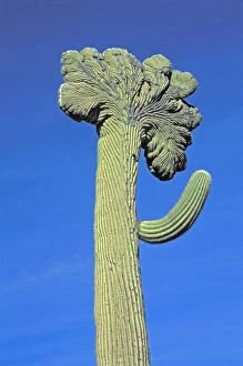 Saguaro Cactus - Cristate Form which may be a genetic variant and which occurs in about one