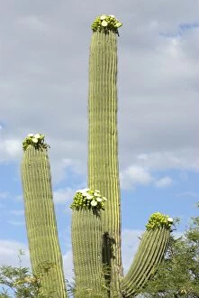 Images Dated 5th May 2007: Saguaro Cactus With flowers Saguaro National Park, Arizona