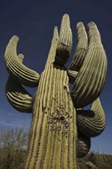 Images Dated 17th February 2010: Saguaro Cactus - with illegal shotgun holes - Sonoran Desert Arizona - USA
