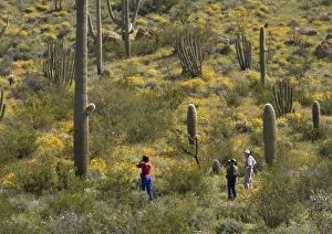 Saguaro Cactus - with Organ Pipe Cactus (Stenocereus