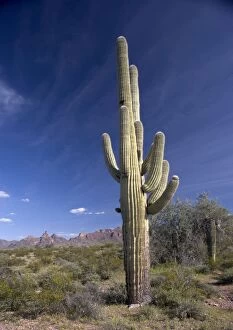 Saguaro Cactus - Organ Pipes National Monument