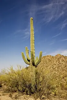 Saguaro Cactus - in Saguaro National Park, Arizona, July. USA
