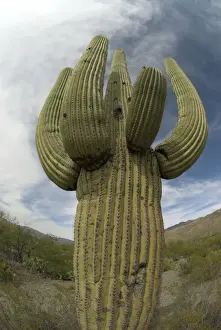 Saguaro Cactus Saguaro National Park, Arizona