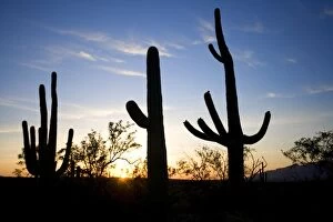Saguaro Cactus - silhouette at sunset