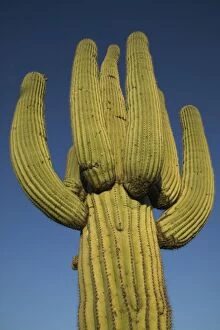 Images Dated 2nd May 2004: Saguaro Cactus - Sonoran Desert Arizona, USA - Record height: 78 feet - Average mature height