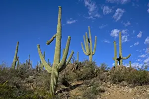 Saguaro Cactus - Sonoran Desert - Arizona, USA - Record height: 78 feet - Average mature height: 18 to 30 feet, but often reach heights of 50 to 60 feet - Weighs about 80 pounds per foot - Grows their first arms at around 12 feet in height or forty