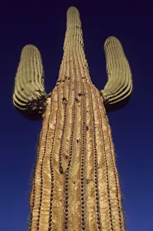 From Below Prints: Saguaro Cactus - Sonoran Desert Arizona - Record height: 78 feet - Average mature height