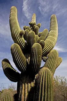 From Below Prints: Saguaro Cactus - Unusual growth form - Sonoran Desert Arizona - Record height: 78 feet - Average mature height