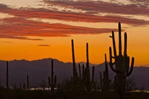 Saguaro Giant Cactus - at sunset