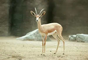 Captivity Prints: Saharan Dorcas Gazelle - female