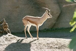 Images Dated 3rd April 2006: Saharan Dorcas Gazelle - male