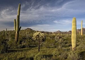 Images Dated 2nd March 2005: Sahuaro / Saguaro Cactus - in desert, with Opuntia spp, bristle-bush etc