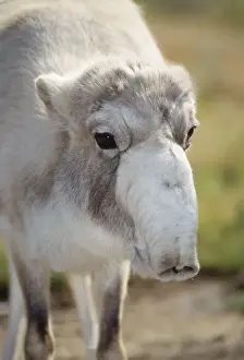 Saiga Antelope - close-up of female's head, winter coat. Caspian Sea area