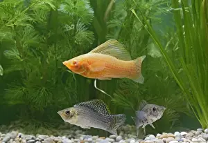 Sailfin molly & blood red variant - by weeds UK