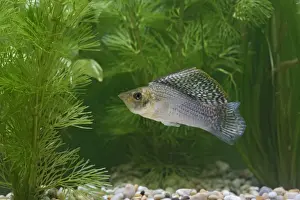 Molly Prints: Sailfin Molly Fish - front view male by weeds UK