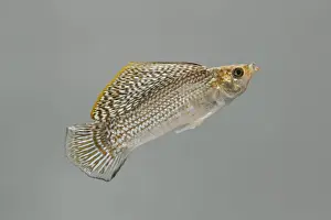 Molly Prints: Sailfin Molly – side view grey background tropical freshwater Southern USA 002112