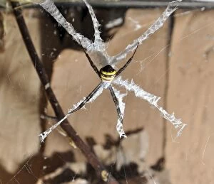 Images Dated 24th July 2012: Saint Andrew's Cross Spider