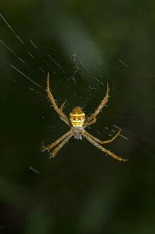 Images Dated 2nd September 2020: Saint Andrew's Cross Spider on web - Klungkung, Bali, Indonesia Date: 28-Aug-20