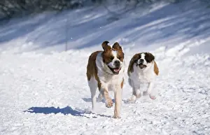 St Bernard Prints: Saint Bernard Dog - running in snow