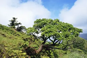 Saint Helena - with Black Cabbage Tree (Melanodendron integrifolium)