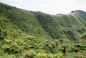 Images Dated 10th August 2007: Saint Helena - tree ferns & invasive New Zealand fax