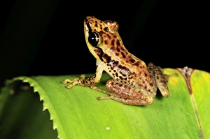 Images Dated 15th January 2008: Sainte Marie Madagascar Frog - on Pandanus / screw palm