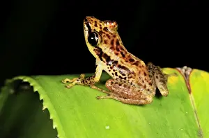 Sainte Marie Madagascar Frog - on Pandanus / screw palm - Andasibe-Mantadia National Park - Madagascar