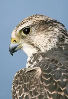 Falcon Prints: Saker Falcon