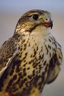 Saker Falcon - with blood on beak after kill