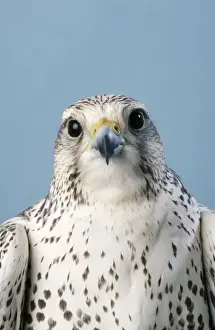 Falcon Prints: Saker Falcon - head shot