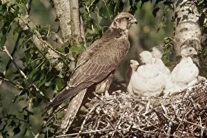 SAKER FALCON - at nest with chicks