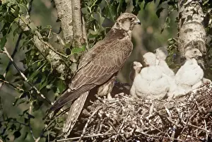 Falcon Prints: Saker Falcon - at nest with chicks