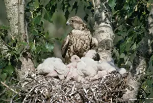 Saker Falcon - at nest with chicks