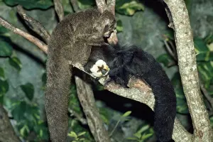 Saki / White-faced / Guinan Monkey - male & female