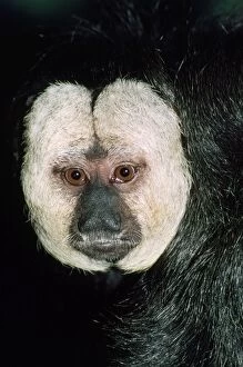 Images Dated 2nd December 2008: Saki / White-faced / Guinan Monkey Rainforests of Northern South America