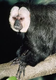 Images Dated 2nd December 2008: Saki / White-faced / Guinan Monkey Rainforests of Northern South America
