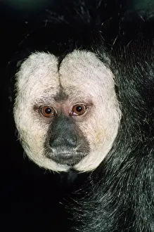 Saki / White-faced / Guinan Monkey Rainforests of Northern South America