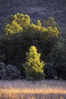 Sal Trees - in Chakradhara Meadows. India