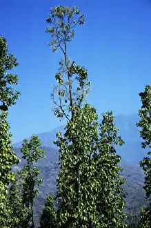 Nepal Prints: Sal Trees - Nepal