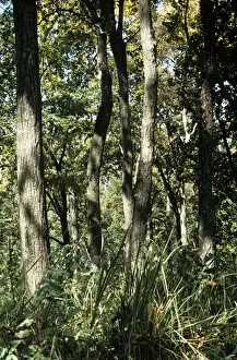 Nepal Prints: Sal Trees - trunks - Nepal