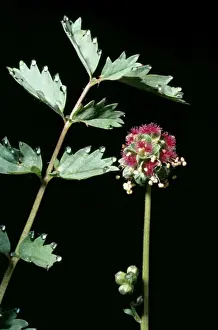 Burnet Prints: Salad Burnet