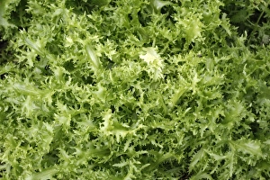 Images Dated 14th August 2007: Salad leaves - from garden. Somme - France