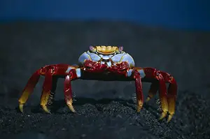 Sally Lightfoot Crab - Fernandina Island - Galapagos IN000182