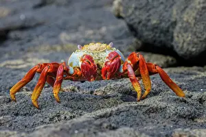 Crab Prints: Sally lightfoot crab. Floreana Island, Galapagos Islands, Ecuador. Date: 31-07-2021