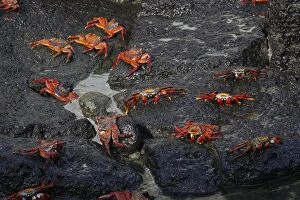 Images Dated 13th May 2008: Sally Lightfoot Crab - Galapagos Islands