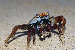 Sally Lightfoot Crab, (Grapsus grapsus)