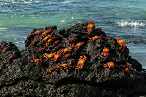 Ecuador Gallery: Sally Lightfoot Crab (Grapsus grapsus), Bachas beach