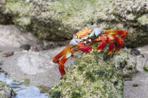 Images Dated 15th May 2008: Sally Lightfoot Crab - Sullivan Bay - Galapagos Islands
